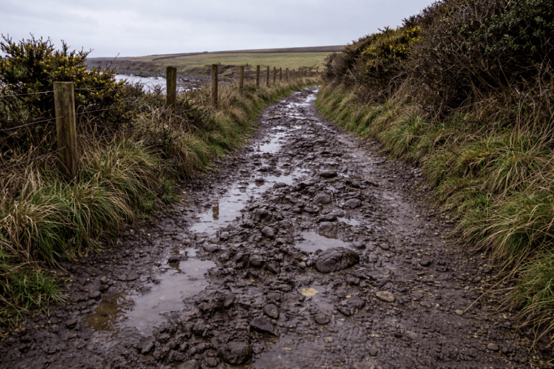 Muddy coastal path in Cornwall in winter with puddles, gorse and rough grass