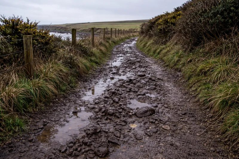Muddy coastal path in Cornwall in winter with puddles, gorse and rough grass