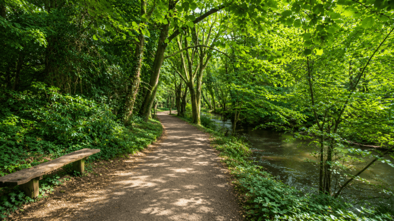 Tehidy Woods 768x432